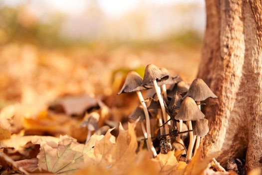 Poisonous mushrooms group grow in autumn leaves near the tree.