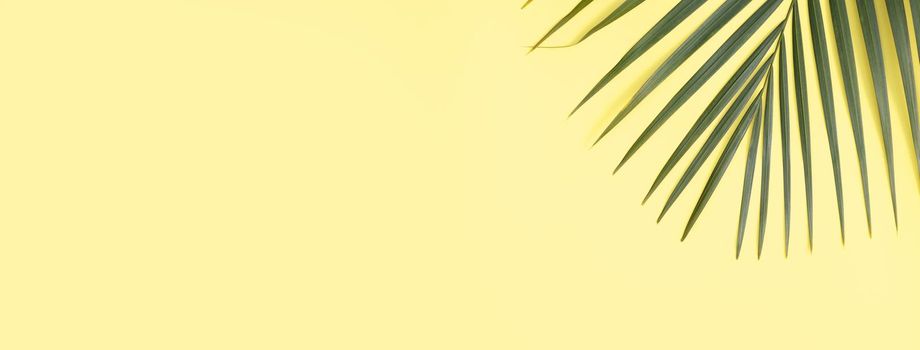 Tropical palm leaves isolated on bright yellow background.