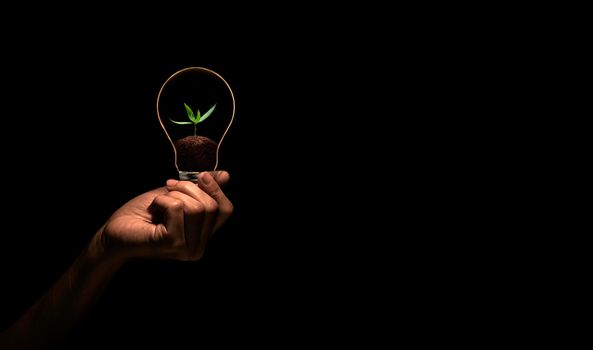 Hand holding bulb with green tree inside isolate on black background.