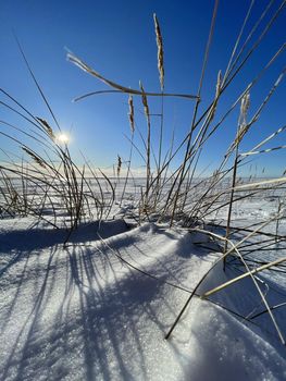 The dry grass ears on a wind on a snow-covered field in clear sunny frosty weather, long shadows from stalks on snow, a deserted place, boundless space, the clear blue sky