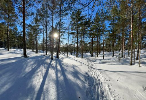 Panoramic view of winter wild park, long shadow of trunks of pine trees at frosty sunny weather, Green branches of trees