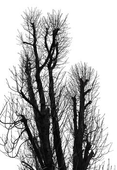 Tree Silhouette Isolated on White