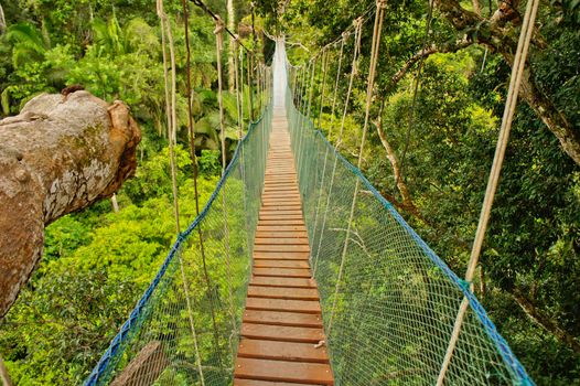 Amazon Basin Jungle, Suspended bridge between two big trees, Peru, South America