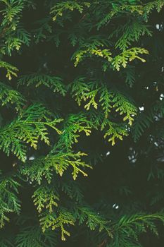 Thuja shrub wall as plant texture and nature background