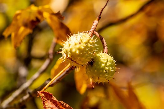 Close-up of ripe horse-chestnut with open thorny outer shell on a chestnut tree in autumn with yellow leaves 