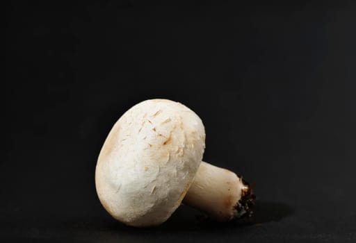 White mushroom on dark background