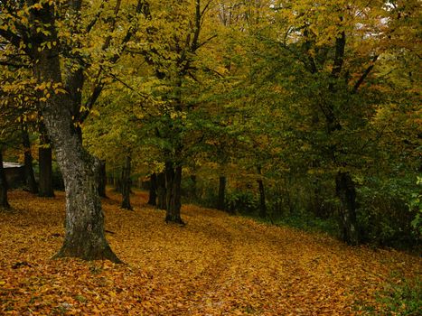 autumn nature trees yellow leaves countryside landscape. High quality photo