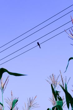Bird sitting at electric wires
