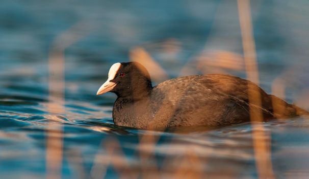 Eurasian coot on a pond