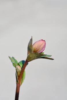 Lenten rose