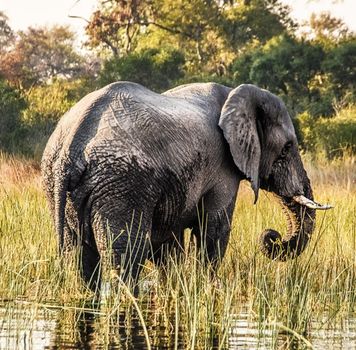 Okavango Delta  pictures