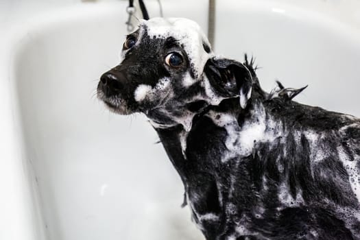 Portrait of cute small a dog showering with shampoo. Funny dog with soap foam on his head. Dog in the bathroom in grooming salon. Beauty salon for animals in Minsk.