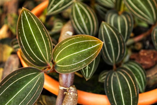Ludisia discolor orchid plant leaves 