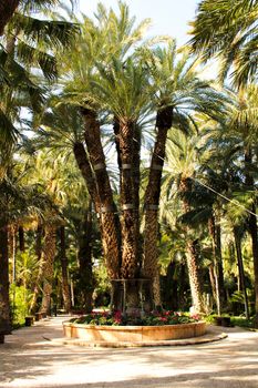 Colossal eight-arm palm tree in Elche