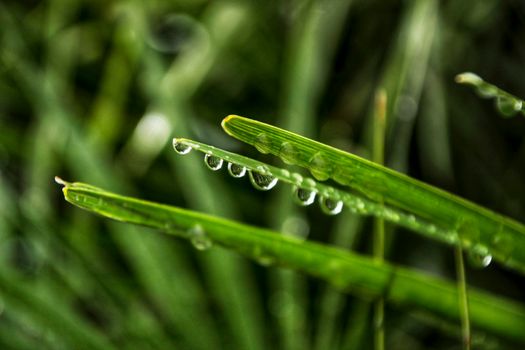 Green texture of raindrops on palm leaves