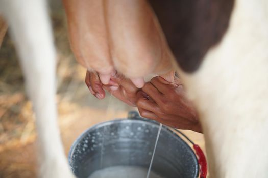 cow teat being milked in dairy farm. milking of cattle