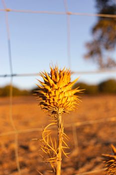 Dried thistles in the field of a village in pain