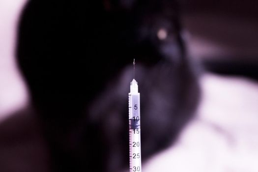 Syringe with insulin and black cat background