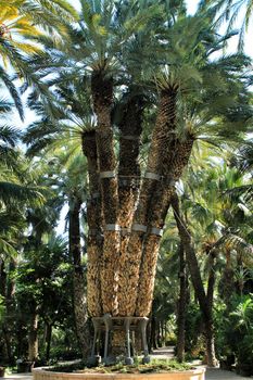 Colossal eight-arm palm tree