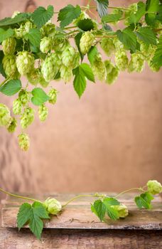 Fresh green hops on a wooden background.