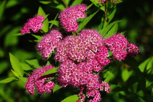 Buddleja Monarch 'Prince Charming' is a fast growing perennial plant.