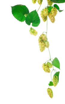 green hop cones isolated on white, brewing, natural beer production