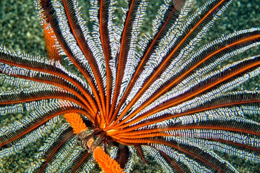 Feather Star, Lembeh, North Sulawesi, Indonesia