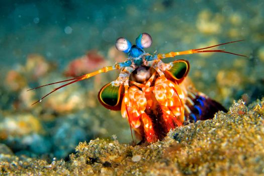 Mantis Shrimp, Peacock Mantis, Lembeh, North Sulawesi, Indonesia 