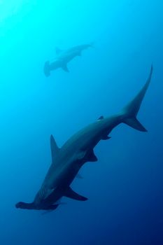 Hammerhead Shark, Galapagos National Park, Ecuador
