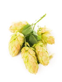green hop cones isolated on white, brewing, natural beer production