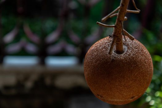 Close up of A cannon ball tree and cannon fruit.
