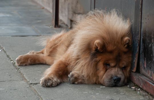 Brown chow chow sad dog lies on the doorstep of the house awaiting the arrival of the owner. 