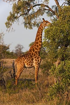 Bull Giraffe giraffa camelopardalis 13646