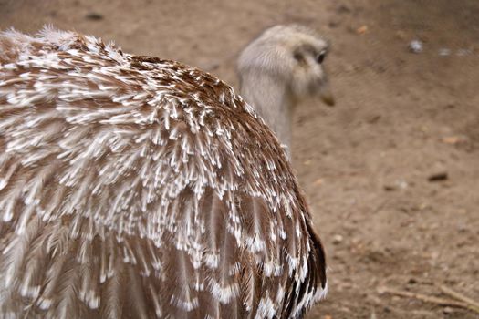 Selective focus. Beautiful plumage of the ostrich.