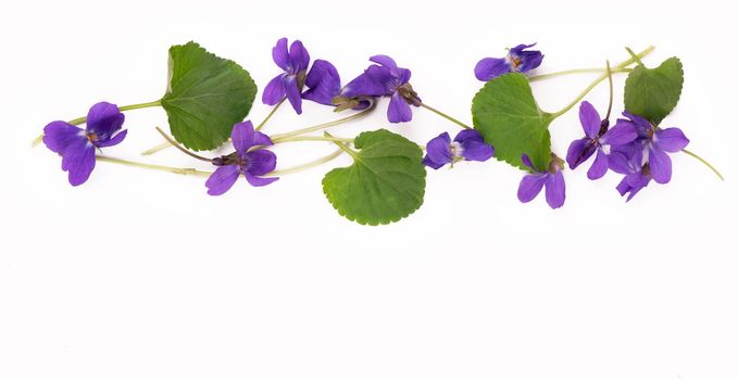 Green leaf and flowers of Wood violet Viola odorata isolated on white background.