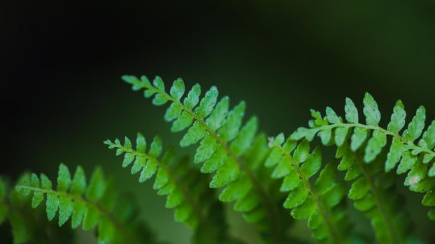 Green leaves fern