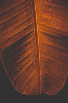 Tropical Banana leaf texture.