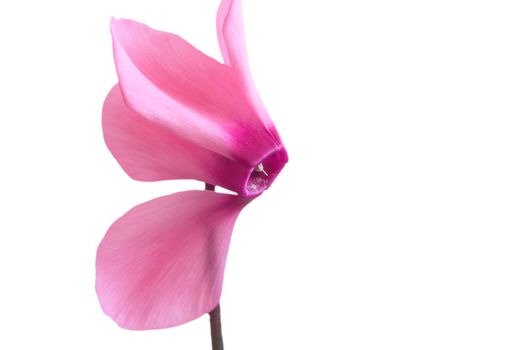 Pink cyclamen flower on white background.