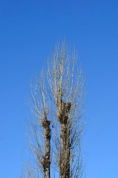 Lombardy poplar