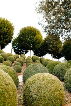 Landscaped garden with boxwood balls near in France. Green spheres