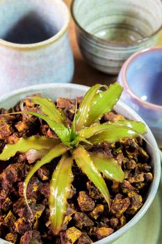 Bromeliad growing in the small ceramic pot