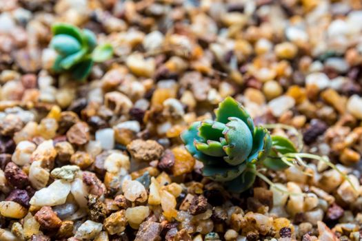 Small buds of kalanchoe fall and sprout up on the gravel