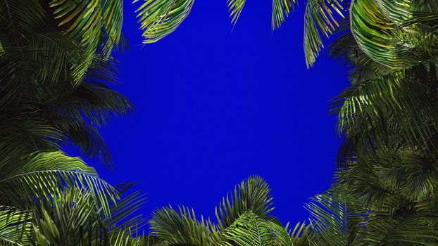 The branches of palm tree in the wind on blue screen. Beautiful summer background. 3D Rendering