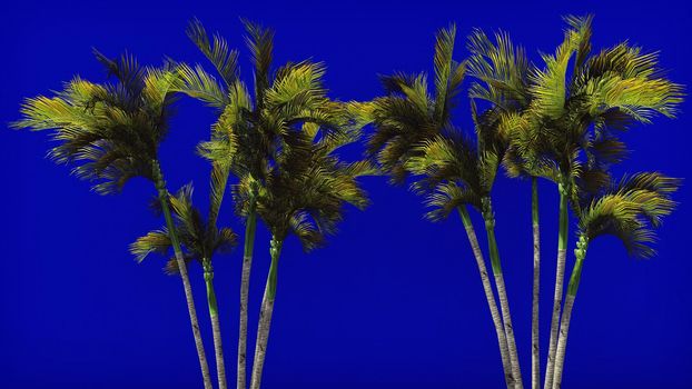 Palm trees in the wind on blue screen. Beautiful summer background. 3D Rendering