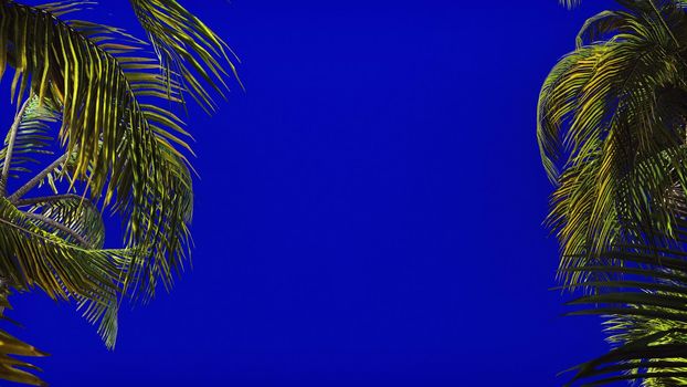 The branches of palm tree in the wind on blue screen. Beautiful summer background. 3D Rendering