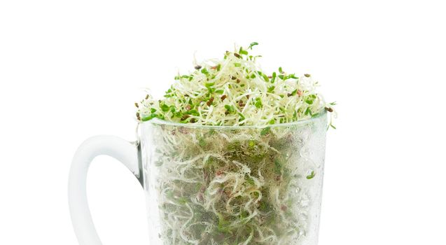 Organic young alfalfa sprouts in a glass on white background