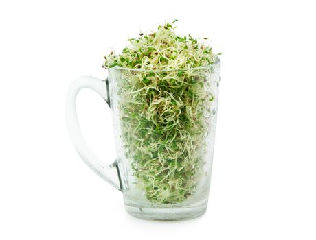 Organic young alfalfa sprouts in a glass on white background