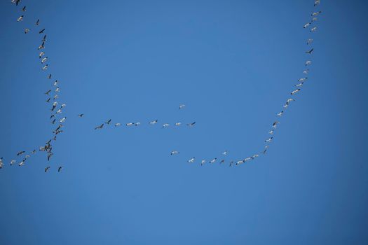 Migrating Geese