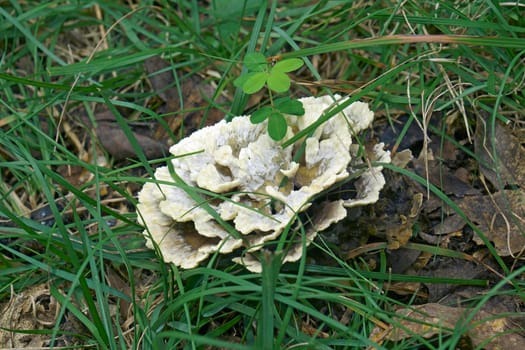 Close-up image of Vase thelephora mushroom