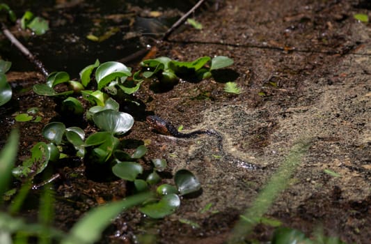 Broad-Banded Water Snake Swimming